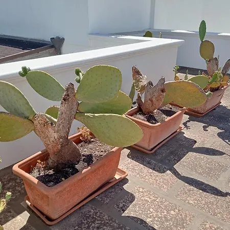 Kalos Irtate